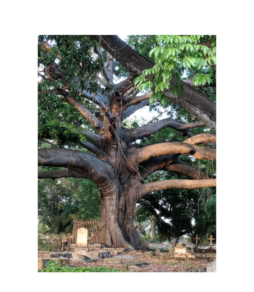 Massive tree with sprawling branches and thick exposed roots in an open outdoor setting.