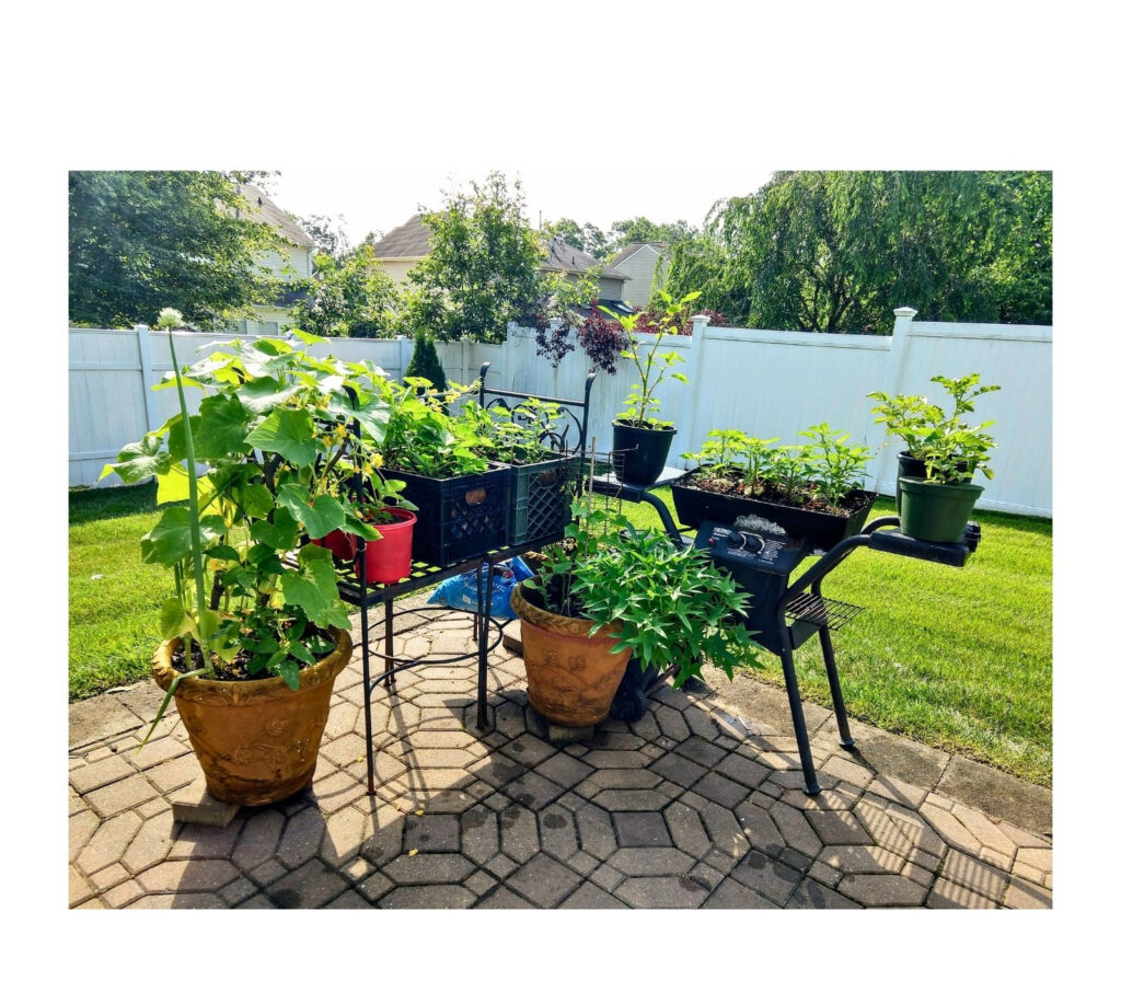 Collection of potted plants and seedlings growing on a sunny backyard patio.